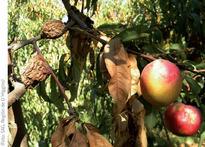 Ramilla necrótica con frutos momificados asociado a la acción de M. fructicola