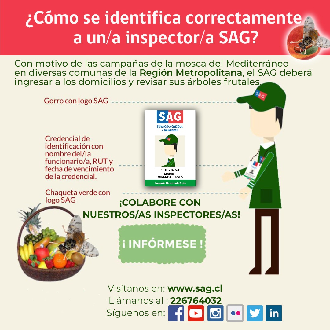 Cómo se identifica la Mosca de la Fruta