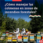 Alimentación para abejas