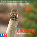 Chuncho