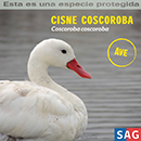 Cisne Coscoroba