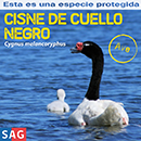 Cisne de Cuello Negro