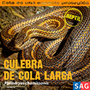 Culebra de Cola Larga