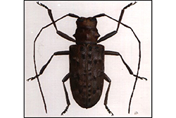 Forestal - Bursaphelenchus xylophilus (Steiner & Buhrer) (Nematoda: Parasitaphelenchidae) – Nematodo del pino, y sus vectores Monochamus spp. Dejean (Coleoptera: Cerambycidae) – Escarabajos de los pinos