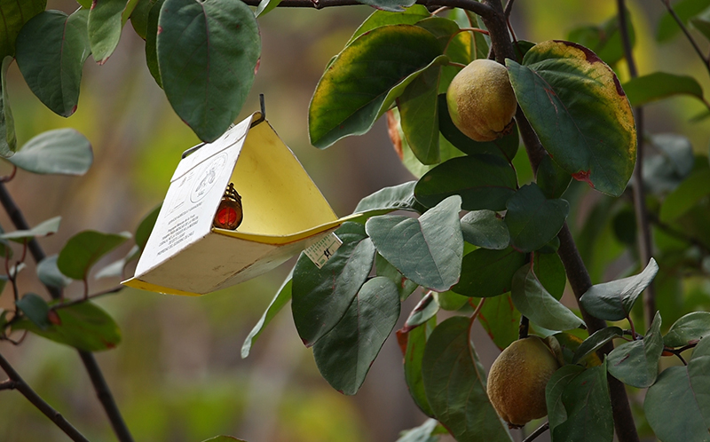 Trampa Mosca de la fruta