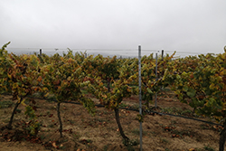 Grapevine red blotch virus (GRBV)