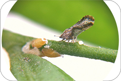 Agricola - Huanglongbing de los cítricos (HLB)