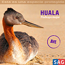 Huala