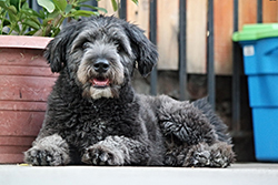 Ingreso a Chile -  Ingreso de perros, gatos y hurones mascotas (animales de compañía tradicionales)