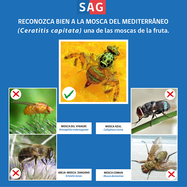 no confundas la mosca