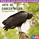 Jote de Cabeza Negra