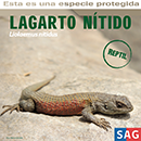 Lagarto Nítido