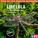 Libélula