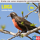 Loica