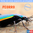 Peorro