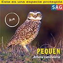 Pequén