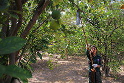 Agricola - Plagas cuarentenarias ausentes