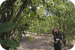 Agricola - Plagas cuarentenarias ausentes