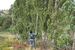 Forestal - Plagas cuarentenarias ausentes