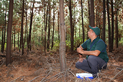 Forestal - Plagas y enfermedades