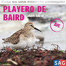 Playero de Baird