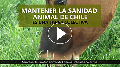 Portada video Sanidad Animal Bovinos