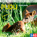 Pudu