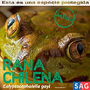 Rana Chilena