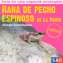 Rana de Pecho Espinoso de la Parva