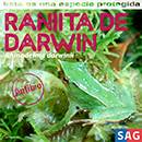 Ranita de Darwin