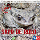 Sapo de Rulo