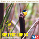 Sietecolores