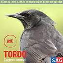 Tordo