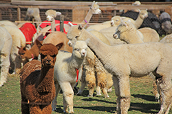 Pecuaria - Vigilancia de animales internados definitivamente en Chile