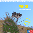 Yaca