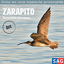 Zarapito