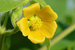 Agricola - Abutilon theophrasti