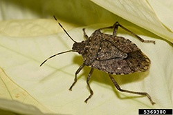 Agricola - Halyomorpha halys - Chinche apestoso