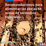 recomendaciones abeja