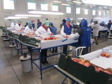 SAG destaca aumento de un 8.5% en la certificación de exportaciones de fruta a Estados Unidos