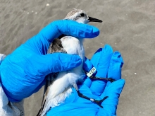 SAG registra en Playa Las Machas de Arica Playero Blanco anillado en Estados Unidos