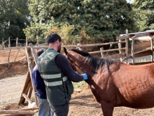 SAG detecta caso de anemia infecciona equina en Ñuble