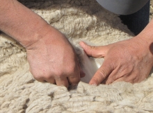 Chile amplía su presencia internacional: India autoriza importación de lana chilena