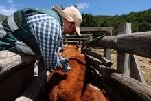 Chile busca ser el primer país de Latinoamérica en erradicar la brucelosis bovina