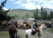  Los primeros grupos de animales, de unos 42 mil, comenzaron a subir a algunas de las  64 veranadas autorizadas por el Servicio Agrícola y Ganadero (SAG), organismo dependiente del Ministerio de Agricultura, en la Región del Biobío.  Se trata de bovinos,  caprinos y equinos, los cuales, todos los años, durante esta época  retornan a la cordillera para utilizar los pastizales que durante el invierno fueron cubiertos de nieve.  