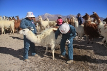 Un completo programa sanitario implementó el Ministerio de Agricultura, a través del Servicio Agrícola y Ganadero (SAG) de Tarapacá en la comuna de Colchane, con el propósito de prevenir la presentación de casos de la enfermedad denominada Enterotoxemia.