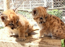 Dos ejemplares de puma -una  hembra y un macho- de dos meses de edad, fueron hallados por un particular en el sector El Piche, en la comuna de Illapel. Tras percatarse del mal estado de los animales, los trasladó hasta las dependencias de su vivienda particular para brindarles los primeros auxilios.