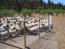 Gracias al trabajo conjunto entre ganaderos de la comuna de Retiro y el Servicio Agrícola y Ganadero (SAG) de la región del Maule, se logró implementar con gran éxito el primer corral de encierro nocturno para ovinos para evitar el ataque de carnívoros silvestres como el zorro, el puma y los perros asilvestrados.