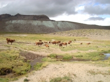 Como parte de las actividades de fiscalización del Programa de Protección Pecuaria, el Servicio Agrícola y Ganadero (SAG) de la oficina Linares realizó inspecciones a los campos de pastoreo cordillerano (CPC) de los subsectores El Melado, Guaiquivilo y Troncoso.