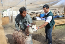 Profesionales de Protección Pecuaria de la Oficina sectorial de Arica del Servicio Agrícola y Ganadero (SAG) inspeccionaron 139 ejemplares de alpacas provenientes del altiplano, las que serán próximamente trasladadas hasta la Región de Valparaíso.